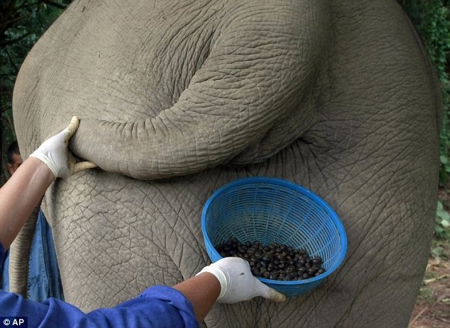 Công nhân thu lượm cà phê... phân voi ở tỉnh Chiang Rai, miền Bắc Thái Lan.