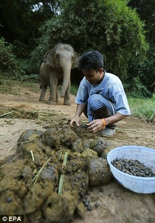 Phải mất 33 kg hạt cà phê mới thu lại được 1 kg cà phê Ngà đen. Phần lớn chúng bị nhai nát, bị hỏng hoặc mất vỏ sau khi voi thải chúng ra.