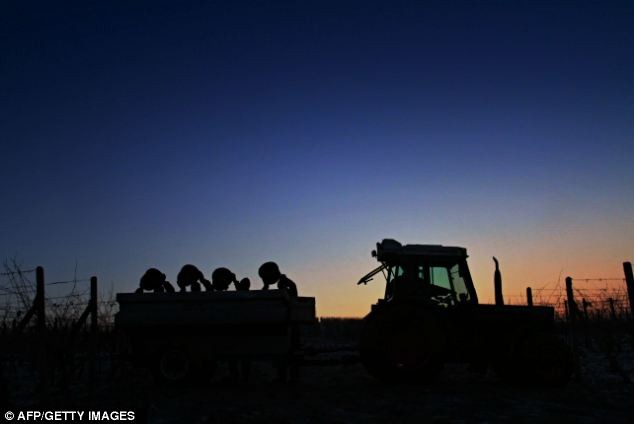 Công nhân khẩn trương thu hoạch nho trước khi mặt trời mọc làm nho tan chảy.