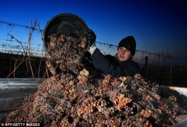5 tấn nho đóng băng chỉ cho 1.000 lít rượu vang đá.
