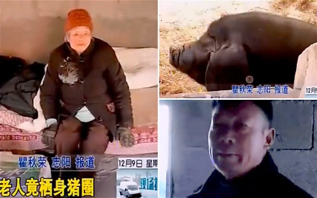 Cụ bà 100 tuổi sống chung với lợn và người con trai Chen Shoutian.