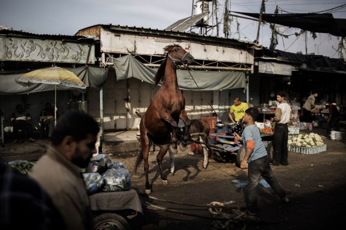 Một cậu bé Palestine cố gắng dắt con ngựa của mình tại khu chợ nằm ở trung tâm ở thành phố Gaza ngày 19/11.