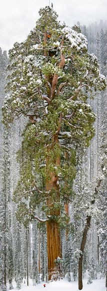 Một người đàn ông trên ngọn cây khổng lồ được phủ trắng tuyết tại Sierra Nevada của California. Cây khổng lồ 3.200 tuổi, cao 74,1m này có tên gọi là Tổng thống. Trong rừng còn có 2 cây loại này với kích thước lớn hơn, nhưng thấp hơn cây trong ảnh.