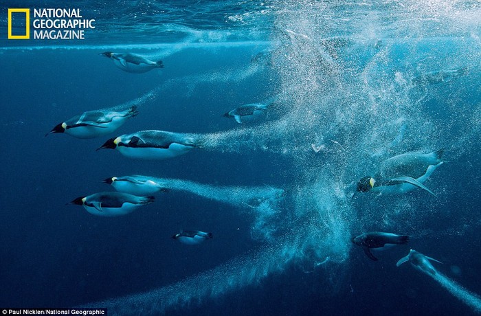 Đàn chim cánh cụt Hoàng đế bơi ra xa sau khi bị hoảng loạn bởi sự xuất hiện của nhiếp ảnh gia.
