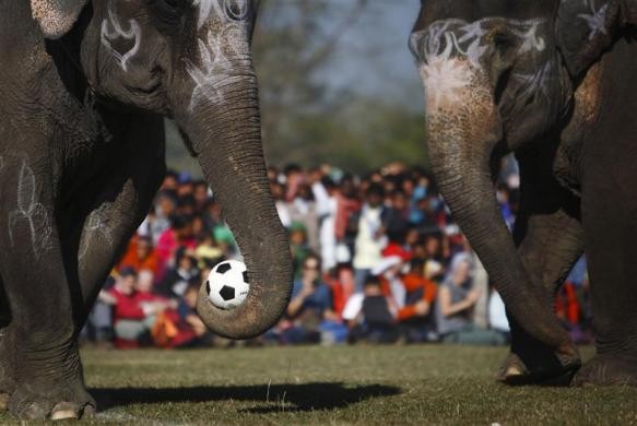 Những con voi chơi bóng đá trong ngày cuối cùng của cuộc thi voi tại Sauraha, Chitwan, cách Kathmandu khoảng 170km hôm 28/12.