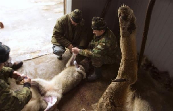 Những người thợ săn lột da một con sói săn được trong rừng gần làng Padar, cách phía đông Minsk khoảng 180km ngày 27/12.