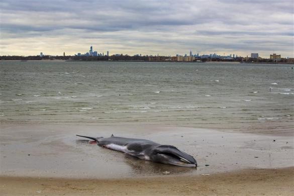 Một con cá voi dài 18m chết vì mắc cạn trên bãi biển ở quận Queens, New York, Mỹ ngày 27/12.