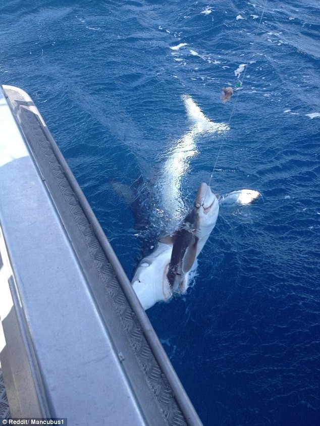 Con cá mập trắng lớn cướp thành quả của ngư dân Ne Zealand.