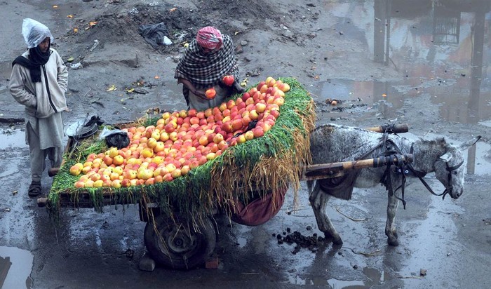 Một người Pakistan bán táo đang sắp xếp lại táo bày trên một chiếc xe lừa ở Lahora ngày 28/12. Giá lương thực cao có thể làm hỏng các mục tiêu đầy tham vọng nhằm cắt giảm tình trạng nghèo cùng cực và thiếu đói trên toàn thế giới vào năm 2015 - Ngân hàng Thế giới và Quỹ Tiền tệ Quốc tế cho biết trong một báo cáo mới phát hành.