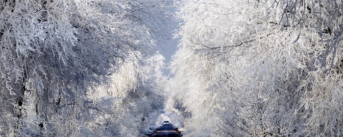 Một chiếc xe đi giữa hai hàng cây phủ đầy sương giá ở Debrecen, Hungary hôm 2/1.