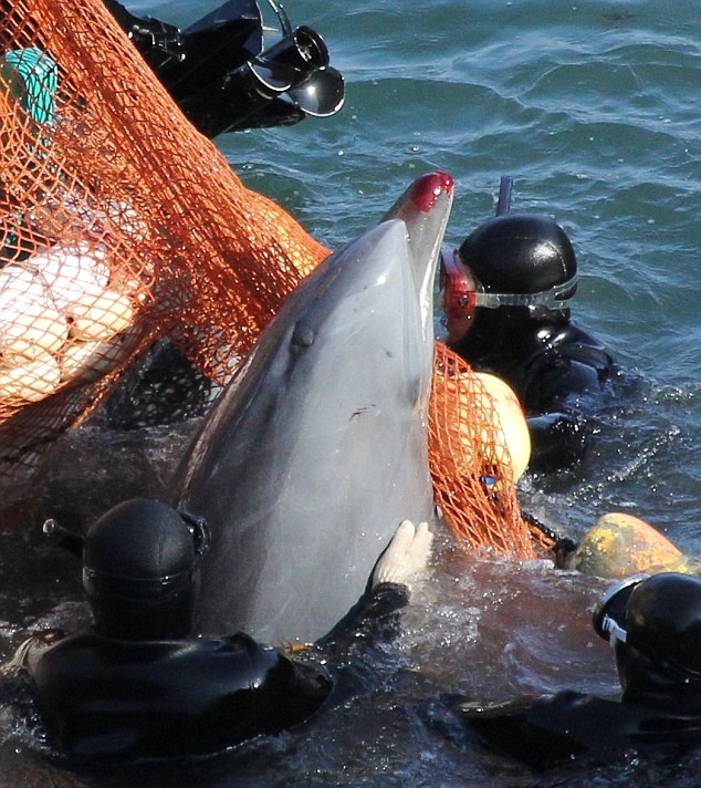 Một con cá heo được chọn đem bán trong mùa săn bắn tại Taiji năm vừa rồi.
