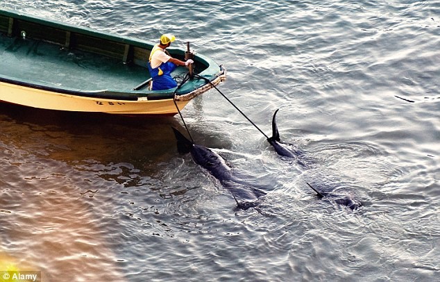 Trong năm 2011, 68 con cá heo được giữ sống và 968 bị giết tại Taiji.