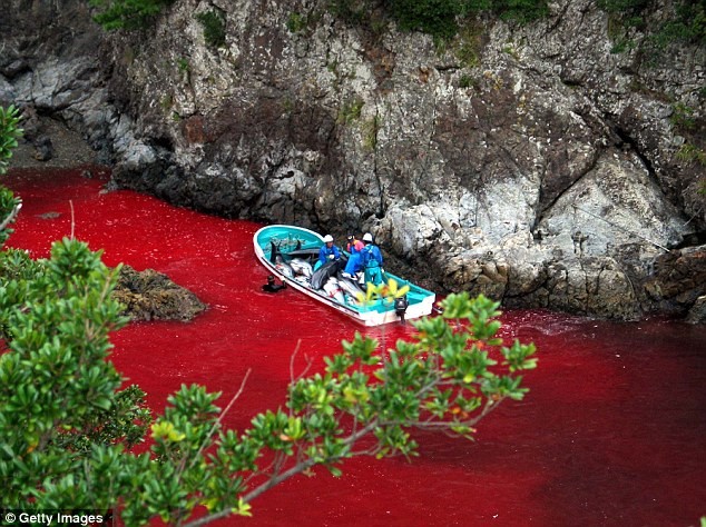 Cả một vùng vịnh bị nhuộm đỏ bởi máu của những con cá heo.