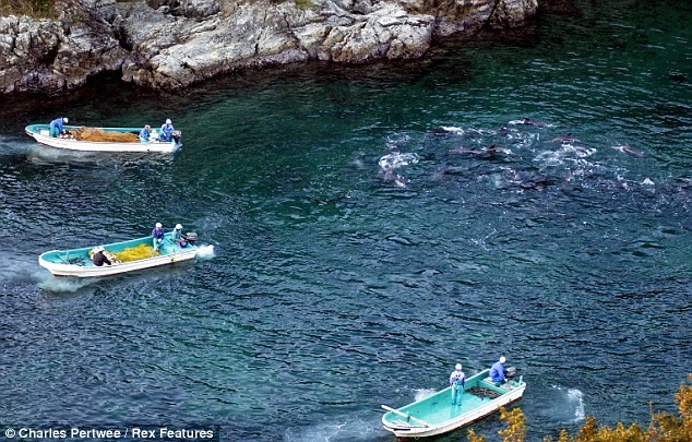 Ngư dân Taiji đã được chính phủ cấp phép săn 2.100 con cá heo và cá voi trong mùa săn bắt kéo dài 6 tháng mỗi năm.