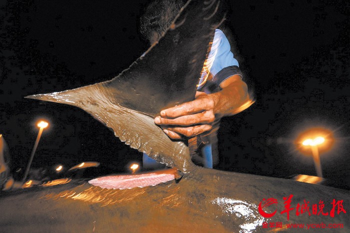 Do giá 1kg vây cá mập lên tới 1.300 USD và 1 báp súp cá giá 150 USD nên cá mập đã trở thành một món hàng mang lại lợi nhuận lớn.