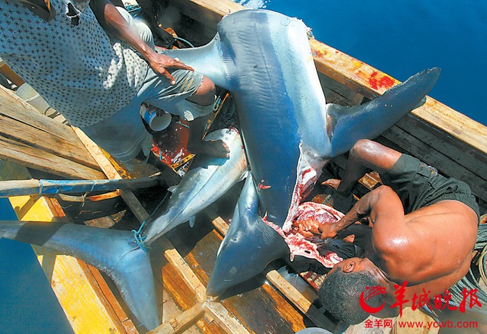 Người ta tin rằng thịt cá mập ít chất dinh dưỡng nên sau khi bị cắt lấy vây, những con cá mập vẫn còn sống thường bị ném ngay trở lại biển đối mặt với cái chết từ từ.