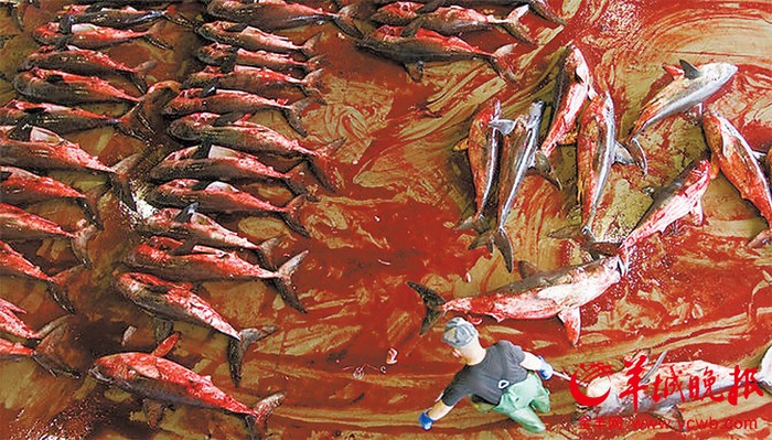 Một cảnh tượng đẫm máu tại xưởng khai thác vây cá mập ở Nhật Bản được chụp cách đây mấy năm.