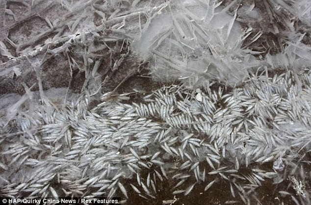 Hàng trăm ngàn con cá lớn nhỏ bị chết cóng trong vùng nước đóng băng của con sông cạn.