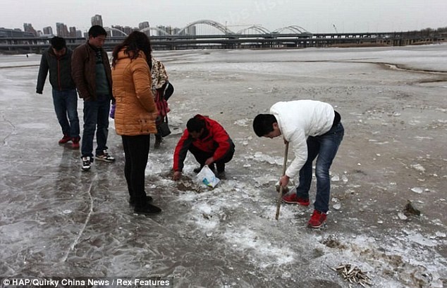 Người dân địa phương vui mừng vì chỉ cần bỏ ra một chút công sức đục băng là có thể lấy được nhiều cá về ăn.