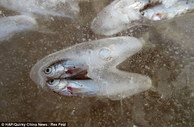 Mặc dù đã chết từ lâu nhưng những con cá này vẫn còn rất tươi do chính được bảo quản trong băng giá.