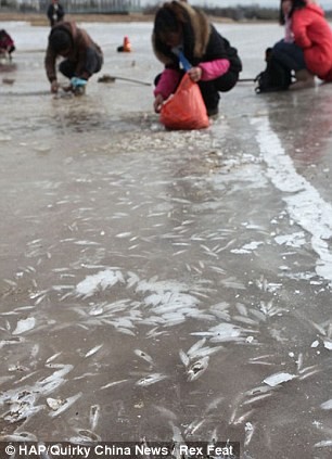 Bất chấp thời tiết lạnh giá, nhiều người Trung Quốc vẫn đổ xô đi nhặt cá miễn phí cho bữa tối.