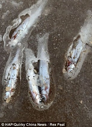 Những con cá chết cóng trên lòng sông cạn ở Tây An.