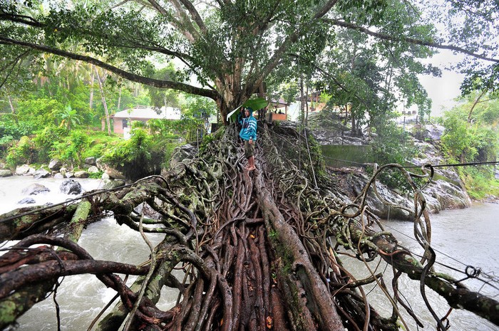 Cầu Rễ cây tại Tây Sumatra, Indonesia.