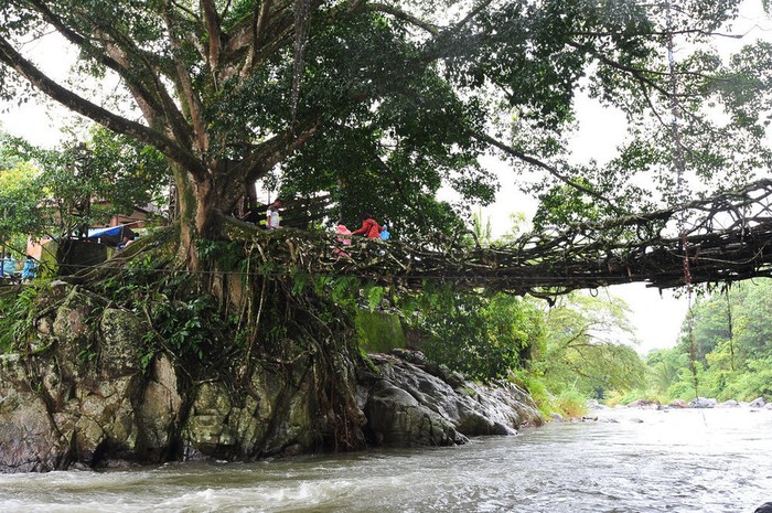 Cầu được tạo ra bởi bộ rễ của hai cây cổ thụ mọc hai bên bờ sông.