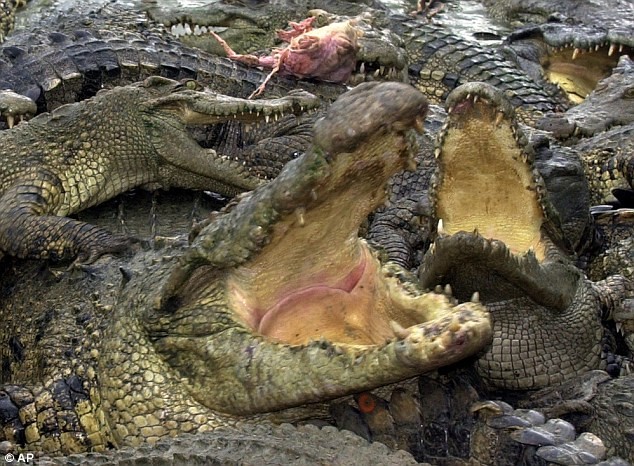 Cá sấu sông Nile là loài cá sấu đáng sợ nhất tại châu Phi và thứ 2 thế giới trong số các loài cá sấu