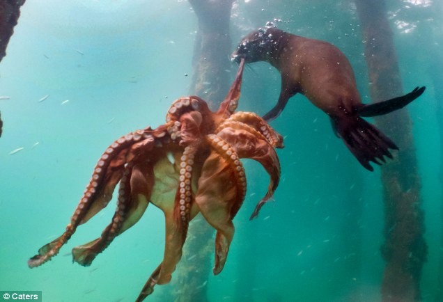 Con bạch tuộc to lớn cố chống lại con hải cẩu đang tìm cách xé đứt một xúc tu của nó.