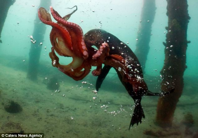 Con hải cẩu nỗ lực khống chế con bạch tuộc to lớn, khỏe không kém gì nó.