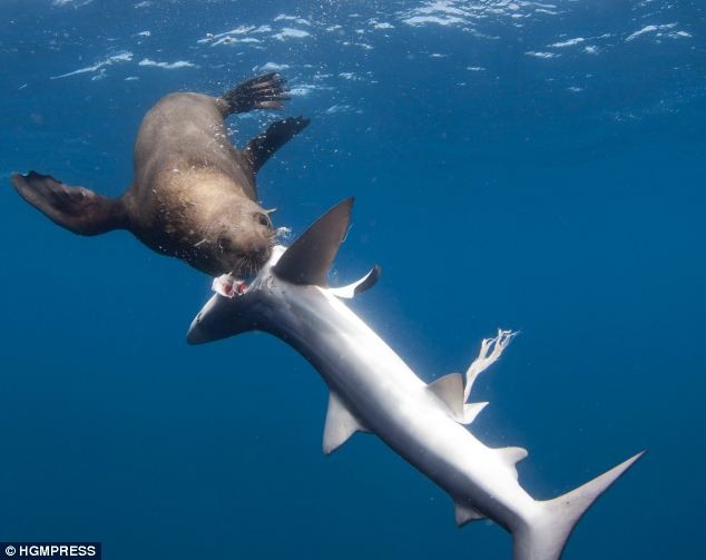 Con hải cẩu tấn công những con cá mập nhỏ hơn kích thước của nó.