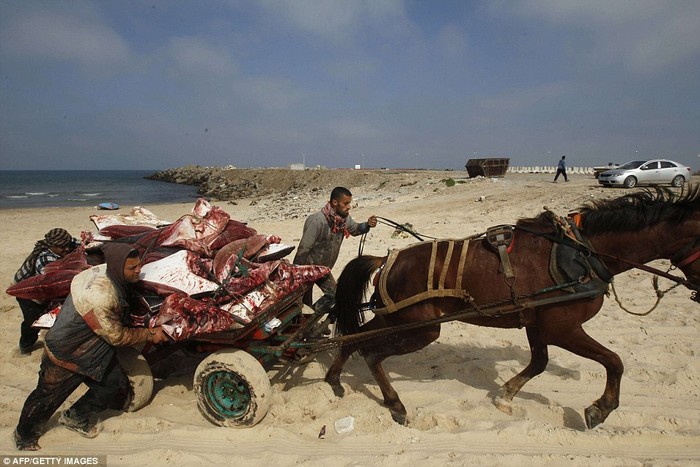 Người Palestine dùng xe ngựa thồ cá đã xẻ thịt mang ra chợ tiêu thụ.