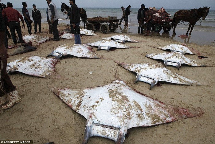 Những con cá đuối chết dạt trên bãi biển được người dân địa phương thu thập trước khi xẻ thịt đem bán.