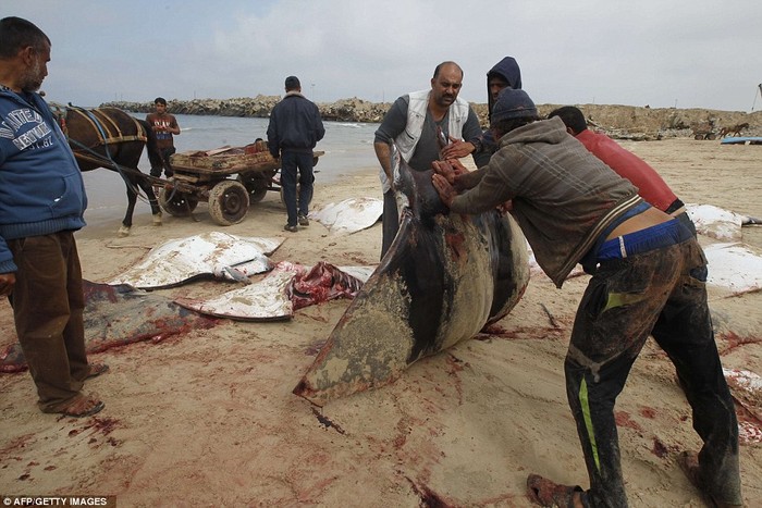 Cá chết được xẻ thịt ngay trên bãi biển.