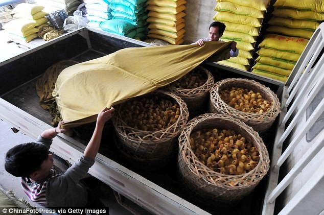 Cửa hàng bán thức ăn gia súc ở Trung Quốc kiêm thêm món vịt non trong thực đơn bán cho các trang trại nuôi rắn.