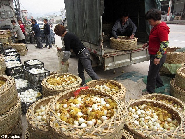 Hàng xe tải chở vịt và trứng ấp dở bán cho các trang trại nuôi rắn ở Chương Châu, Phúc Kiến, Trung Quốc.