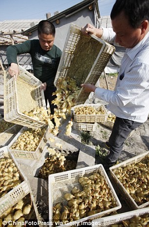 Hàng trăm con vịt được đổ vào chuồng rắn làm thức ăn.