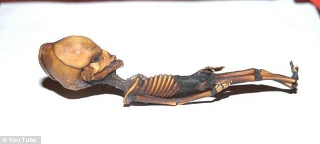 Hình dạng không bình thường nhưng nó có 9 xương sườn giống với lượng xương sườn ở người.