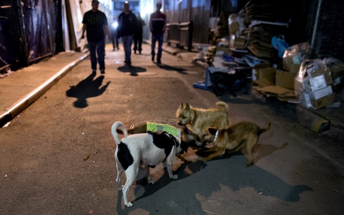 Những chú chó săn chuột ở khu Manhattan, New York.
