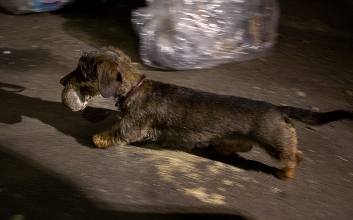 Chó Vina, thuộc sở hữu của Trudy Kawami, mang thành quả đi săn trong một con hẻm ở Manhattan về cho chủ nhân của mình.