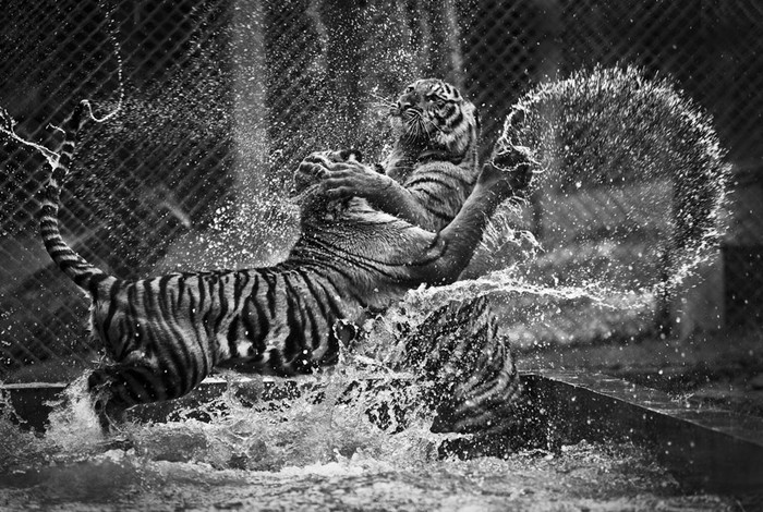Hai con cổ quần nhau dưới hồ nước trong Tiger Palace, ở Bangkok - một trong vài khu bảo tồn hổ ở Thái Lan.