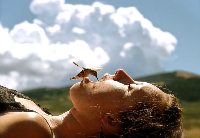 Một con chim ruồi đói bụng đang uống nước từ miệng người tại Wyoming trong đợt hạn hán khắc nghiệt năm 2012.