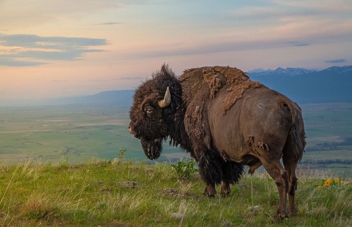 Một con bò rừng Bison tại Moiese, Montana, Mỹ.