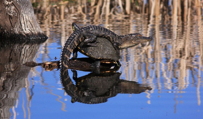 Cá sấu ngồi trên lưng rùa để vượt qua ao nước.