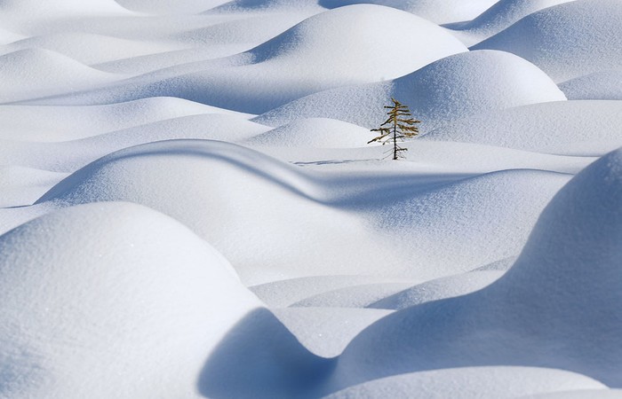 Một cây xanh nhỏ bé đứng giữa vùng đất tuyết trắng tại Vườn quốc gia Jasper, Alberta, Canada.