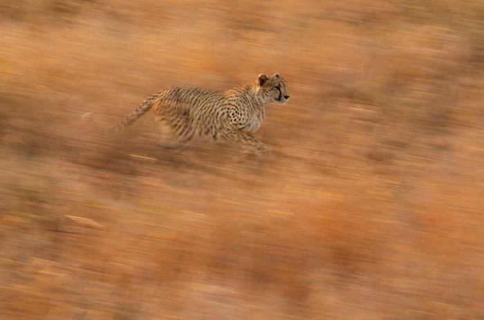 Một trong 4 con báo đang băng qua đồng cỏ tại Công viên Quốc gia Kruger, Nam Phi.
