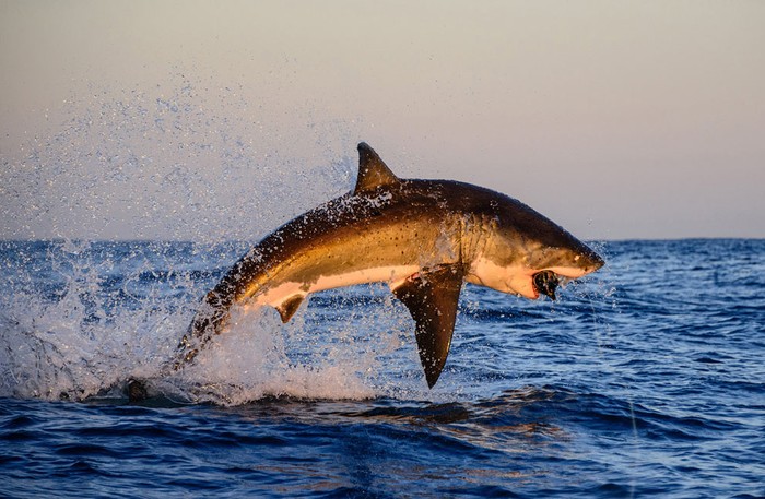 Cá mập trắng lớn nhảy lên mặt nước sau cú tấn công con mồi tại Gansbaai, Nam Phi.