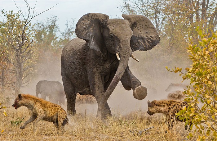 Một nhóm gồm 12-14 con linh cẩu đuổi theo bầy 7-8 con voi, gồm 2 con trưởng thành, một số thiếu niên và một số chỉ vài ngày tuổi. Con voi mẹ đang đá những con linh cẩu cố tấn công một con voi con.