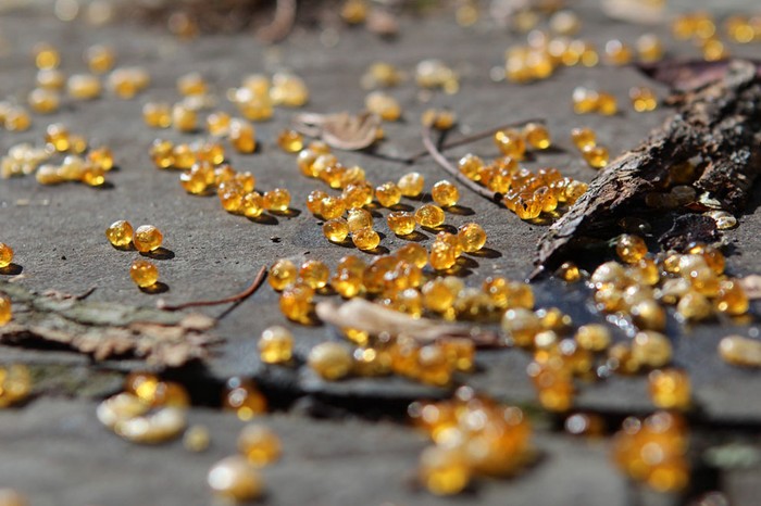 Nhựa cây chảy xuống đất tạo ra những viên bi tuyệt đẹp trong một sớm mùa thu tại Kingston, Ontaria, Canada.